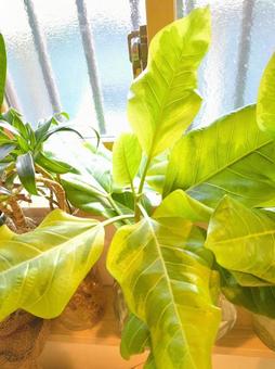 Photo, foliage plant, hydroponic culture, ficus, 