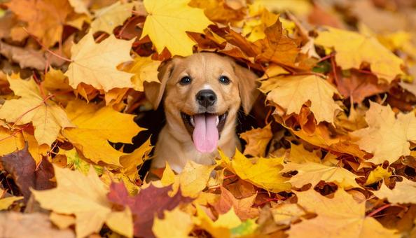 落ち葉の山に埋もれて遊ぶ子犬 落ち葉の山に埋もれて遊ぶ子犬の写真