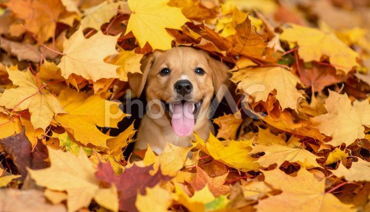 落ち葉の山に埋もれて遊ぶ子犬 子犬,落ち葉,遊ぶの写真素材