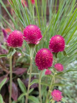 センニチコウの花 センニチコウの花の写真