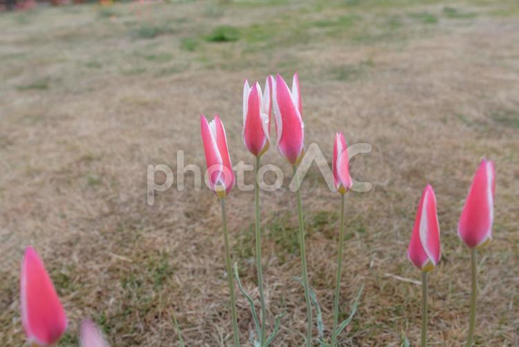 原種チューリップ（レディージェーン）01 原種,チューリップ,花の写真素材
