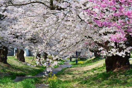 観音寺川の桜並木 観音寺川の桜並木の写真