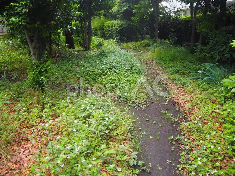 田舎の分かれ道 田舎道,分かれ道,未舗装の写真素材