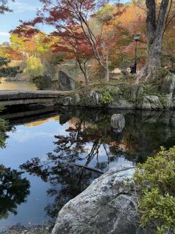 初紅葉 西の丸庭園,紅葉渓庭園,初紅葉の写真素材