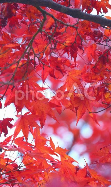 秋の記憶 秋,紅葉,風景の写真素材