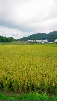 田んぼ-篠栗町 田んぼ-篠栗町の写真