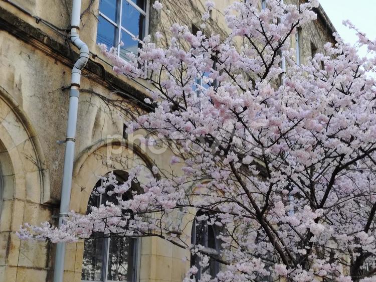 旧成徳中学校前の早咲き桜 春,3月,校舎の写真素材
