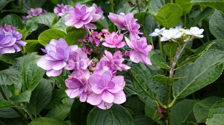 ピンク系のガクアジサイ 花,6月,あじさいの写真素材