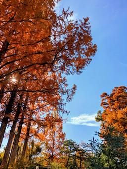 紅葉3 紅葉,黄葉,秋の写真素材