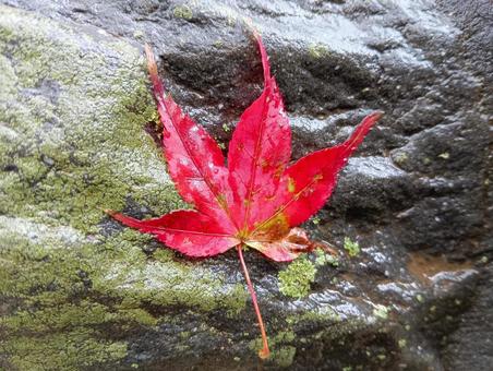 雨に濡れたもみじ もみじ,雨に濡れた,石の写真素材