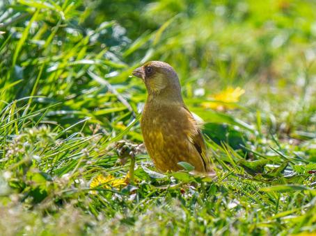 地面を歩くカワラヒワ 地面を歩くカワラヒワの写真