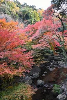 A world of natural autumn leaves, JPG