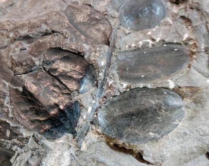 Photo, fossil, leaf, plant, 