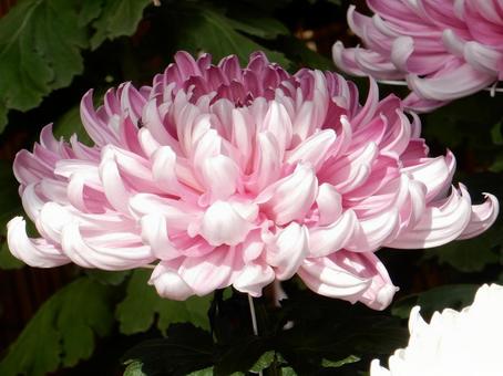 【風景写真】福山菊花展覧会の風景 キク,菊,菊花展の写真素材