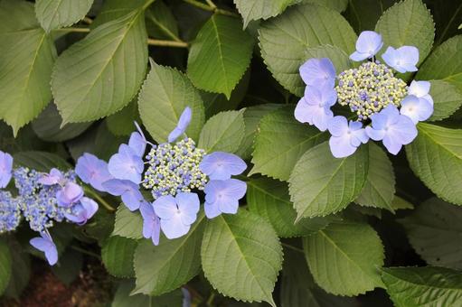 Hydrangea 131, JPG Hydrangea 131, JPG