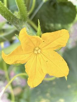 きゅうりの花 03 きゅうりの花 03 胡瓜,キュウリ,花の写真素材