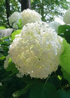 あじさいの花 13 あじさいの花 13の写真