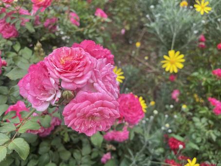 バラ バラ,薔薇,園芸の写真素材