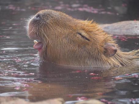 カピバラ気持ち良きかな シャボテン公園,カピバラ,温泉の写真素材