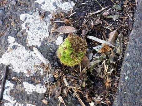 道に転がる半分緑色のイガグリ イガグリ,木の実,栗の写真素材