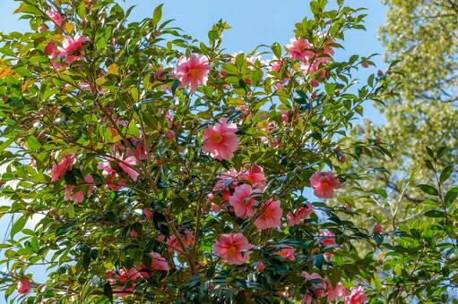 青空に映える満開のピンク椿 椿,ピンク,花の写真素材