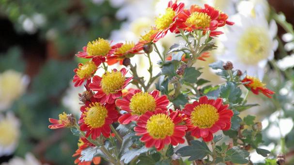 楽寿園の菊まつりにて 菊,秋,花の写真素材