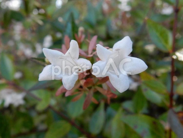 【花の写真】ハナゾノツクバネウツギ ハナゾノツクバネウツギ,アベリア,花園衝羽根空木の写真素材