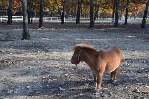 一頭のポニー 一頭のポニーの写真
