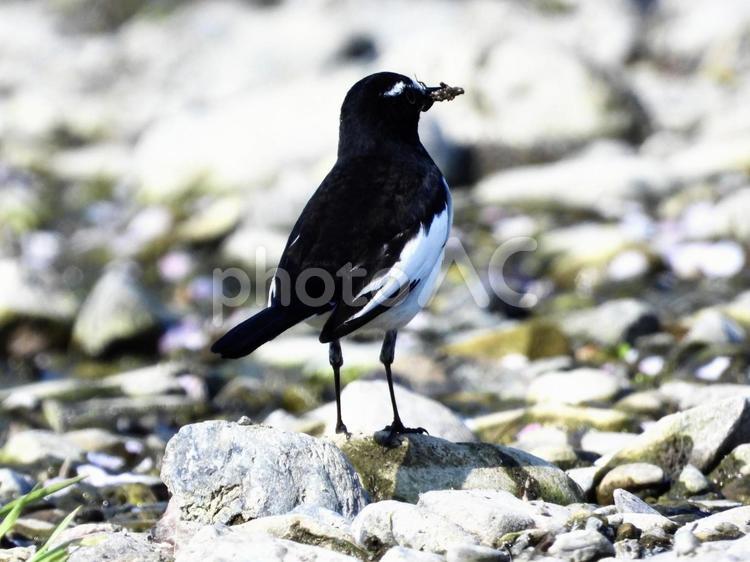 餌を咥えるセグロセキレイ 鳥,野鳥,セグロセキレイの写真素材