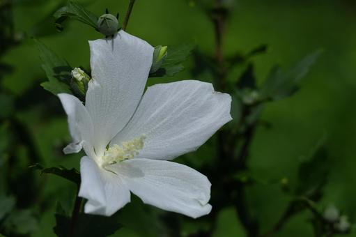夏の茶室を彩る 夏の茶室を彩る 木槿,花,アオイ科の植物の写真素材