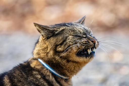 猫(297) 猫,食肉目,ネコ科の写真素材