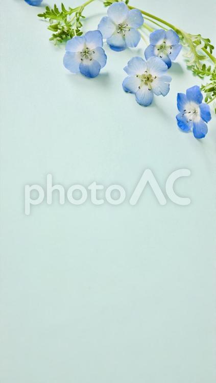 かわいい小花  ネモフィラの壁紙 ネモフィラ,花,青の写真素材