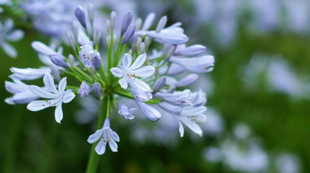 Photo, agapanthus, murasaki kunsiran, purple, 