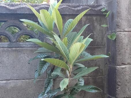 細いビワの木 ビワの木,若木,樹木の写真素材