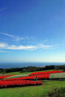淡路島　あわじ花さじき72　サルビア 兵庫県,あわじ花さじき,サルビアの写真素材