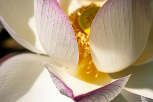 淡いピンクの蓮の花 淡いピンクの蓮の花 蓮の花,ピンクの花,蓮の写真素材