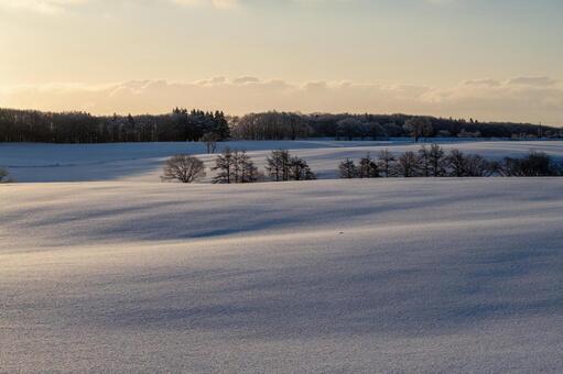 丘陵に朝陽が描く陰影と樹々のシルエット 雪原,雪,冬の写真素材