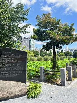 上野公園 池 上野公園 池の写真
