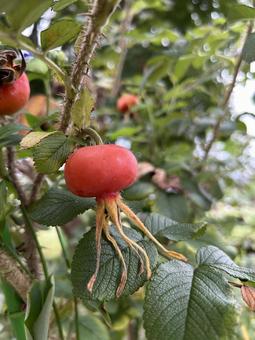 ハマナスの実 風景,癒し,秋の写真素材