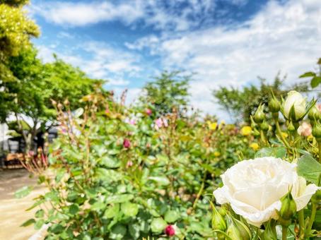 白い薔薇のアップと公園の景色の写真