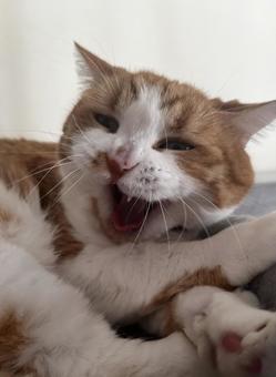 かわいい猫 かわいい猫の写真