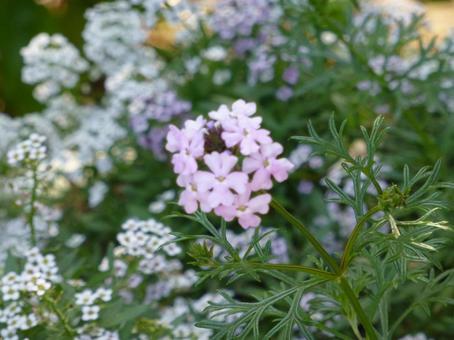 公園の花壇に咲く可愛いピンクのバーベナ 公園の花壇に咲く可愛いピンクのバーベナの写真