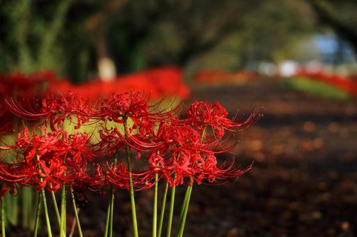 Red cluster amaryllis, JPG Red cluster amaryllis, JPG