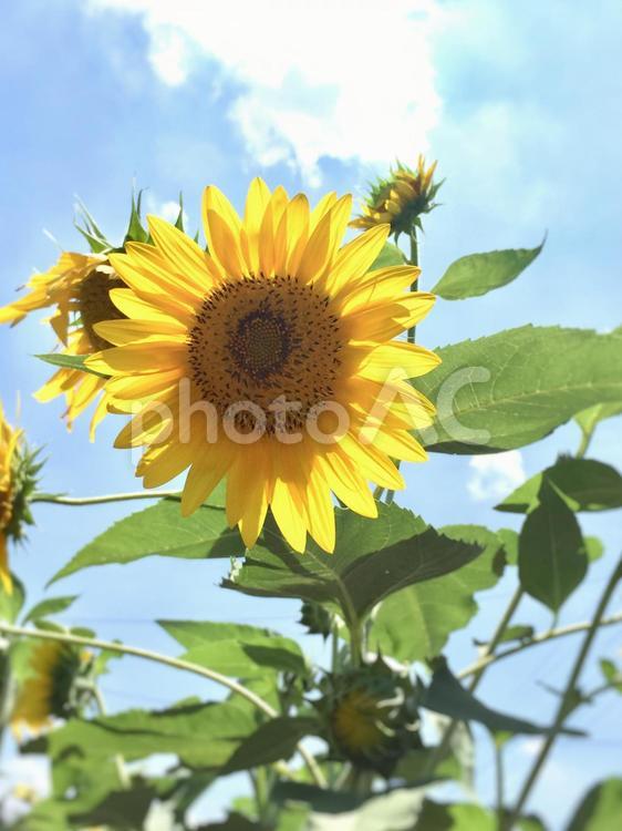 真夏のひまわり  自然,夏,何人もありませんの写真素材