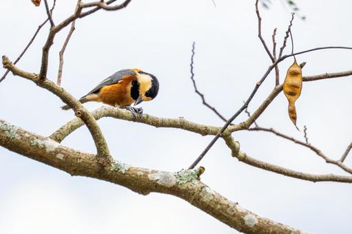 ヤマガラ(42)の写真