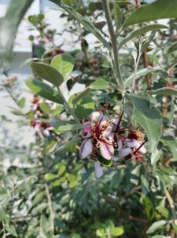 フェイジョアの花 フェイジョアの花の写真