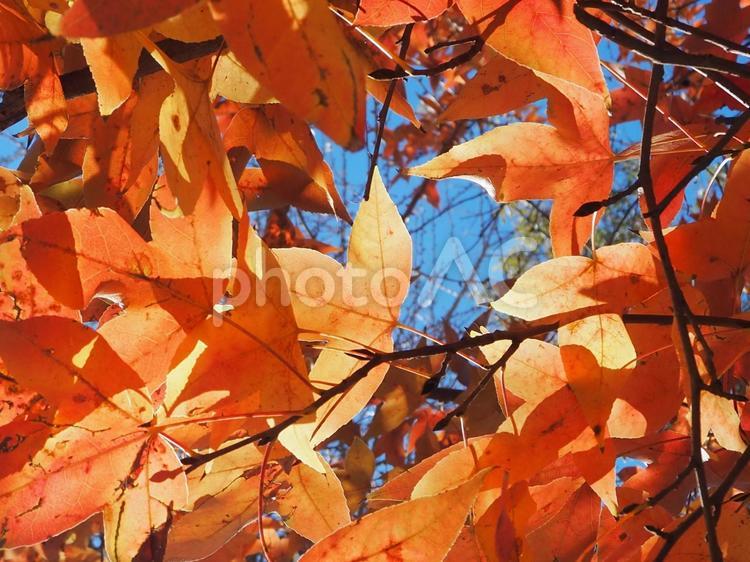 フウの木 フウ,木,秋の写真素材
