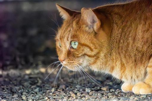 猫(292) 猫,食肉目,ネコ科の写真素材