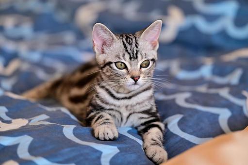 きりっと子猫 きりっと子猫 子猫,kitten,ねこの写真素材