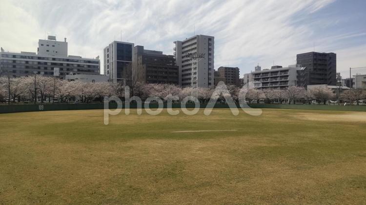 散歩中の公園で見かけた桜 桜,サクラ,さくらの写真素材